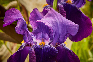 W ogrodzie © Thomas