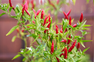 Piri piri chilli plant with ripened red hot chilli peppers in the organic home garden before harvest, very spicy and ideal like dried seasoning in the kitchen for spicy asian or mexican style cooking.