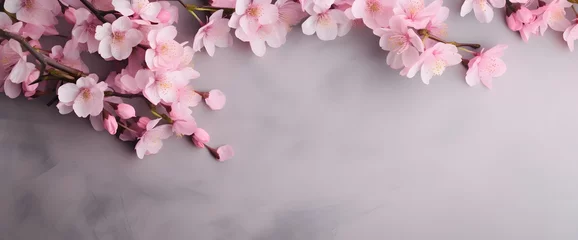 Gordijnen Pink cherry flowers on a simple grey background, banner © dreamdes