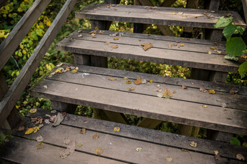 Step stairs in autumn forest park, Latvia Ligatne