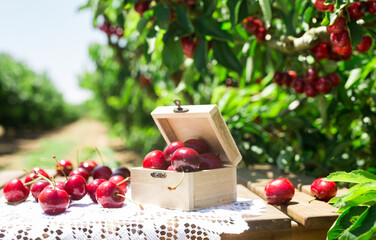 Still life of cherries in wooden box on table in garden