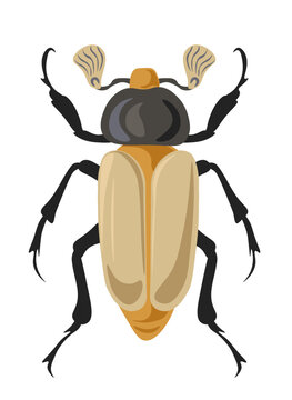Bug Chrysina or jewel scarabs, insects vector