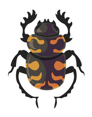 Bug carrion beetle silphidae, insects species