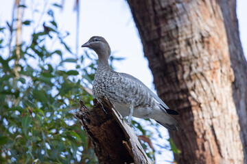 Australian wood duck perched in a tree in it's natural habitat, New South Wales