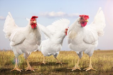 farming and agriculture concept, chickens on grass