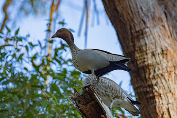 Australian wood duck perched in a tree in it's natural habitat, New South Wales