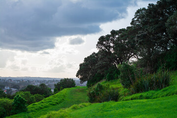 Lush green of trees on a grass covered hillside on a sunny spring day in Devonport, Auckland, New Zealand