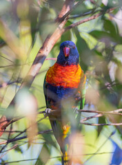 Close up view of Australian Rainbow Lorikeet in natural habitat in Eastern Australia
