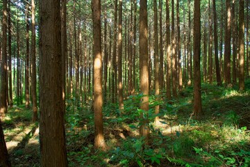 房総の杉林　市原市