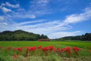 彼岸花咲く田園とレトロ列車　小湊鉄道　市原市