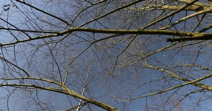 leafless silver willow trees in the spring season, beautiful bare willow branches of deciduous trees after winter