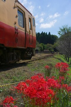 彼岸花とレトロ列車　小湊鉄道　飯給駅　市原市
