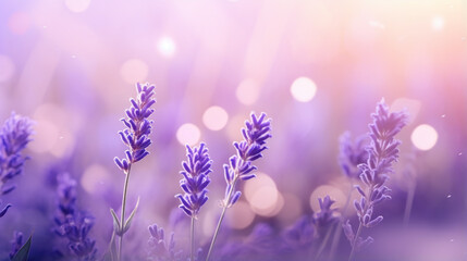 Lavender flowers bokeh background. Nature background