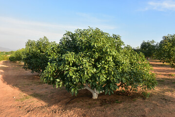 Chaiyaphum Thailand january 21 2023 Cultivation on organic farms of tasty hass avocado trees.