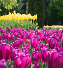 Field of bright tulip flowers