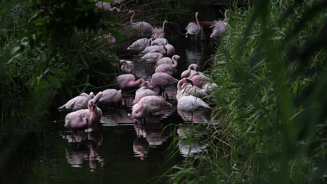 Mirandornithes Imagens Procure 114 fotos, vetores e vídeos Adobe Stock