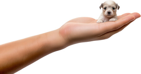 Hand holding a small cute puppy dog, little, pet, PNG, Transparent, isolate.