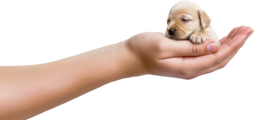 Hand holding a small cute puppy dog, little, pet, PNG, Transparent, isolate.