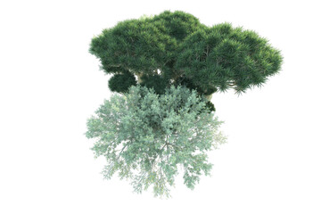 African forest isolated on transparent background. 3d rendering - illustration