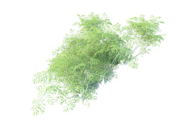 African forest isolated on transparent background. 3d rendering - illustration