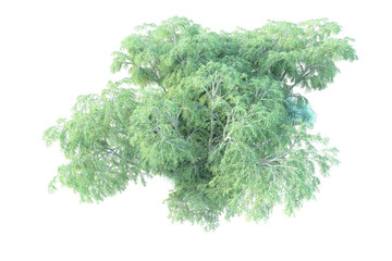 African forest isolated on transparent background. 3d rendering - illustration