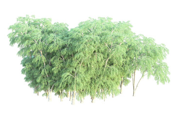 Obraz premium African forest isolated on transparent background. 3d rendering - illustration