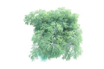 African forest isolated on transparent background. 3d rendering - illustration