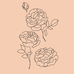 Roses flower line drawing minimalist 