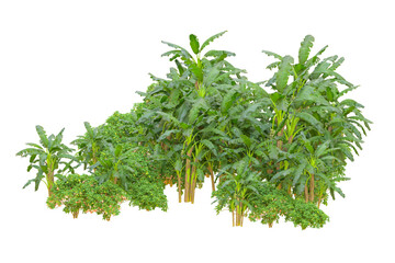 Tropical forest isolated on transparent background. 3d rendering - illustration