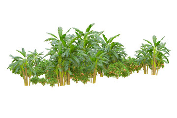 Tropical forest isolated on transparent background. 3d rendering - illustration