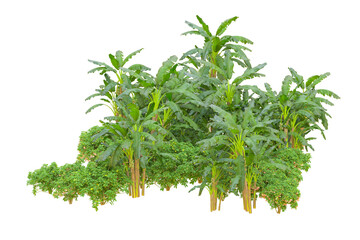 Tropical forest isolated on transparent background. 3d rendering - illustration