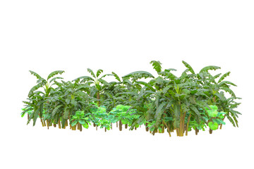 Tropical forest isolated on transparent background. 3d rendering - illustration