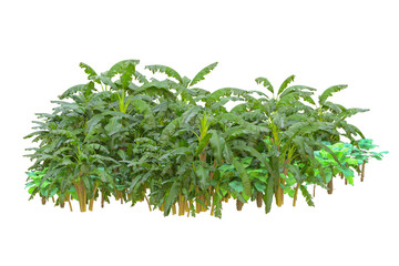 Tropical forest isolated on transparent background. 3d rendering - illustration