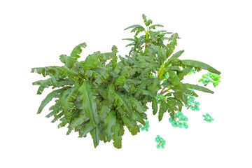 Tropical forest isolated on transparent background. 3d rendering - illustration