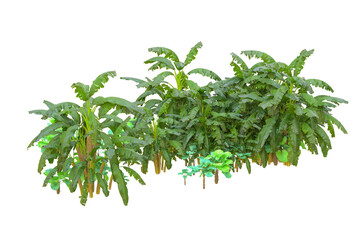 Tropical forest isolated on transparent background. 3d rendering - illustration