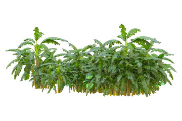 Tropical forest isolated on transparent background. 3d rendering - illustration