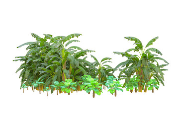 Tropical forest isolated on transparent background. 3d rendering - illustration