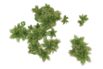 Fototapeta premium Tropical forest isolated on transparent background. 3d rendering - illustration