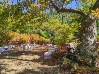 Beekeeping is one of the traditional activities of the inhabitants of Thassos Island in Greece , shown here bee hives near a big tree in the forest of the island.