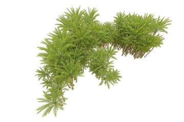 Tropical landscape isolated on transparent background. 3d rendering - illustration