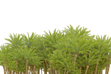Fototapeta premium Tropical landscape isolated on transparent background. 3d rendering - illustration