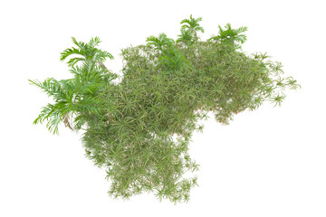 Tropical forest isolated on transparent background. 3d rendering - illustration