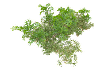 Tropical forest isolated on transparent background. 3d rendering - illustration