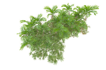 Tropical forest isolated on transparent background. 3d rendering - illustration