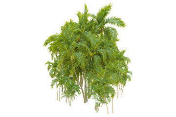 Tropical forest isolated on transparent background. 3d rendering - illustration