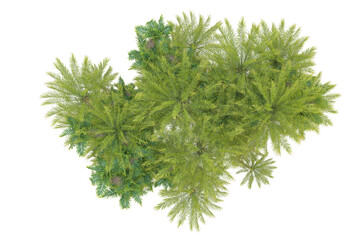 Tropical forest isolated on transparent background. 3d rendering - illustration