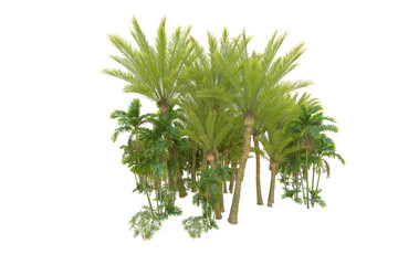 Tropical forest isolated on transparent background. 3d rendering - illustration