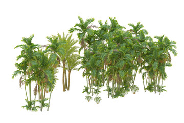 Tropical forest isolated on transparent background. 3d rendering - illustration