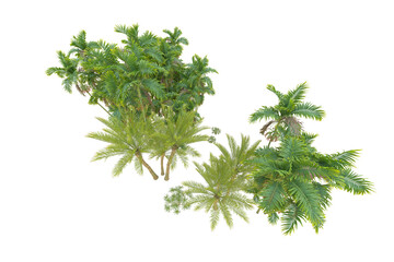 Tropical forest isolated on transparent background. 3d rendering - illustration