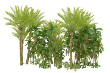 Tropical forest isolated on transparent background. 3d rendering - illustration